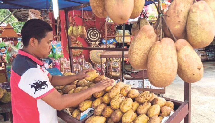 ‘Binjai’, Sebatang Pohon Yang Menginspirasi Penamaan Kota/Daerah