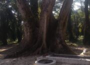 Musamus Keramat Ujung Rambung