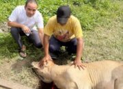 Ketua DPRD Deliserdang Siapkan 9 Ekor Sapi Kurban Di Deliserdang, Medan Hingga Hambalang