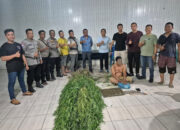 Grebek Narkoba , Polresta Deli Serdang Ringkus Pemilik Puluhan Tamanan Ganja