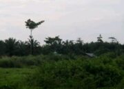 Negeri Cempa Hiasan Bunga dan Naga Berarak di Tepian Tanjung