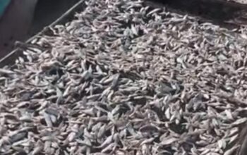 Desa Jaring Halus Sentra Ikan Asin Kresek, Desa Tertua di Era Kesultanan Langkat