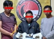 Sat Narkoba Polres Dairi, Meringkus 3 Pelaku Sebagai Kurir dan Pemasok Ganja