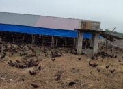 Bau Dan Banyak Lalat ,Warga Emplasemen Kualanamu Minta Peternakan Ayam DiTutup