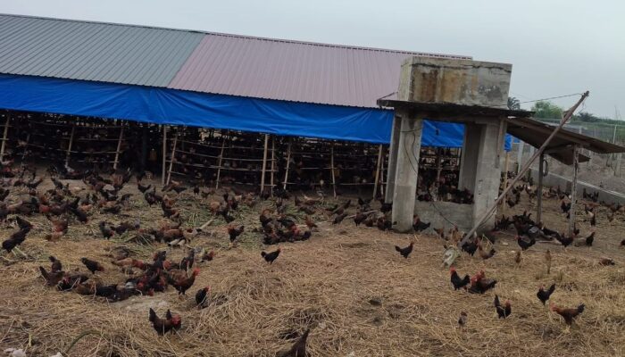 Bau Dan Banyak Lalat ,Warga Emplasemen Kualanamu Minta Peternakan Ayam DiTutup