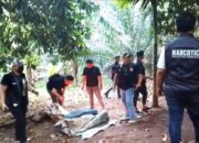 Grebek Sarang Narkoba di Kecamatan Biru-Biru, Satresnarkoba Polresta Deli Serdang Ringkus Pengguna Narkoba