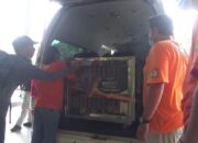 Rocky, Orangutan Sumatera Korban Perdagangan Ilegal dari India Tiba di Kualanamu