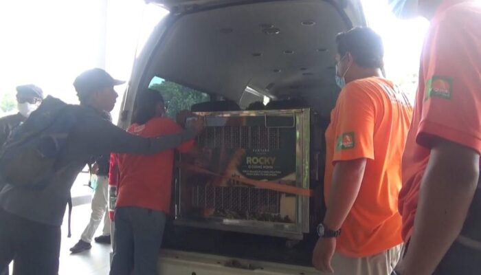 Rocky, Orangutan Sumatera Korban Perdagangan Ilegal dari India Tiba di Kualanamu