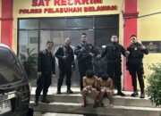 Tim Macan Polres Pelabuhan Belawan Amankan Dua Terduga Pelaku Tawuran dan Sita Sajam Di Tanjung Mulia